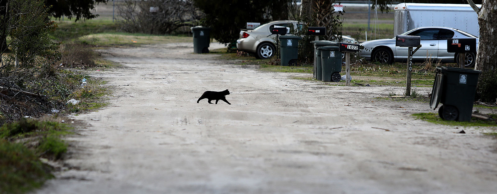 Trailer Park Cat